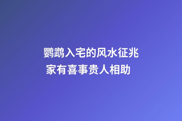 鹦鹉入宅的风水征兆 家有喜事贵人相助